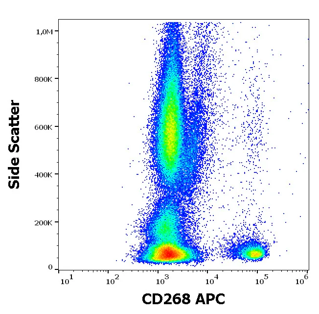 Flow Cytometry - APC Anti-BAFF-R antibody [11C1] (AB326453)