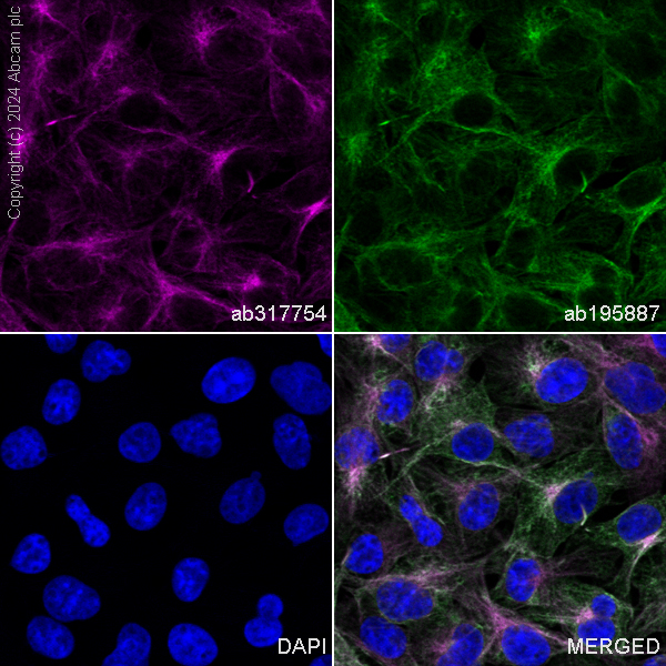 Immunocytochemistry/ Immunofluorescence - APC Anti-beta Tubulin antibody [EPR16774] (AB317754), expandable thumbnail