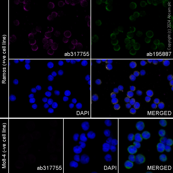 Immunocytochemistry/ Immunofluorescence - APC Anti-BTK antibody [EPR20445] (AB317755), expandable thumbnail