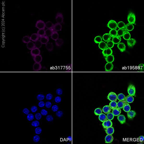 Immunocytochemistry/ Immunofluorescence - APC Anti-BTK antibody [EPR20445] (AB317755), expandable thumbnail