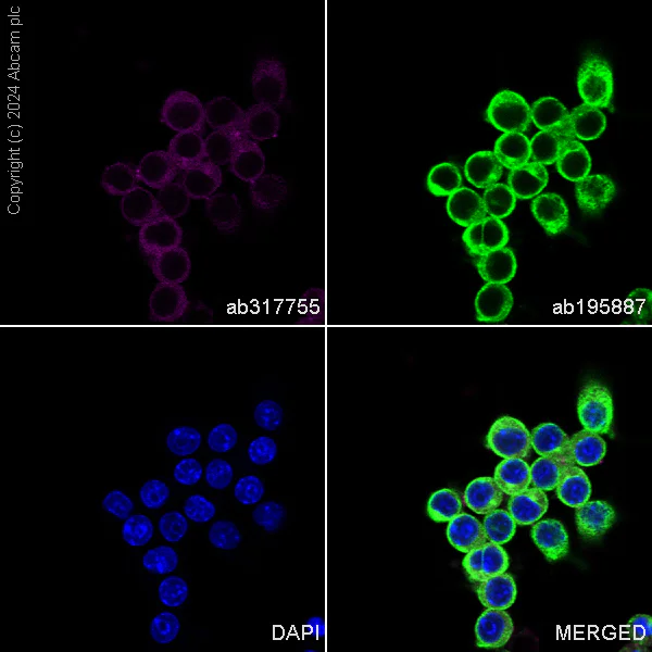 Immunocytochemistry/ Immunofluorescence - APC Anti-BTK antibody [EPR20445] (AB317755)