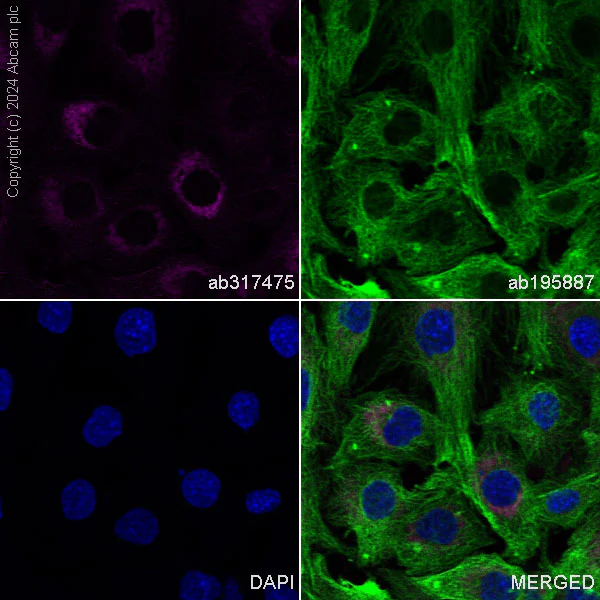 Immunocytochemistry/ Immunofluorescence - APC Anti-Cardiac Troponin T antibody [EPR20266] (AB317475)