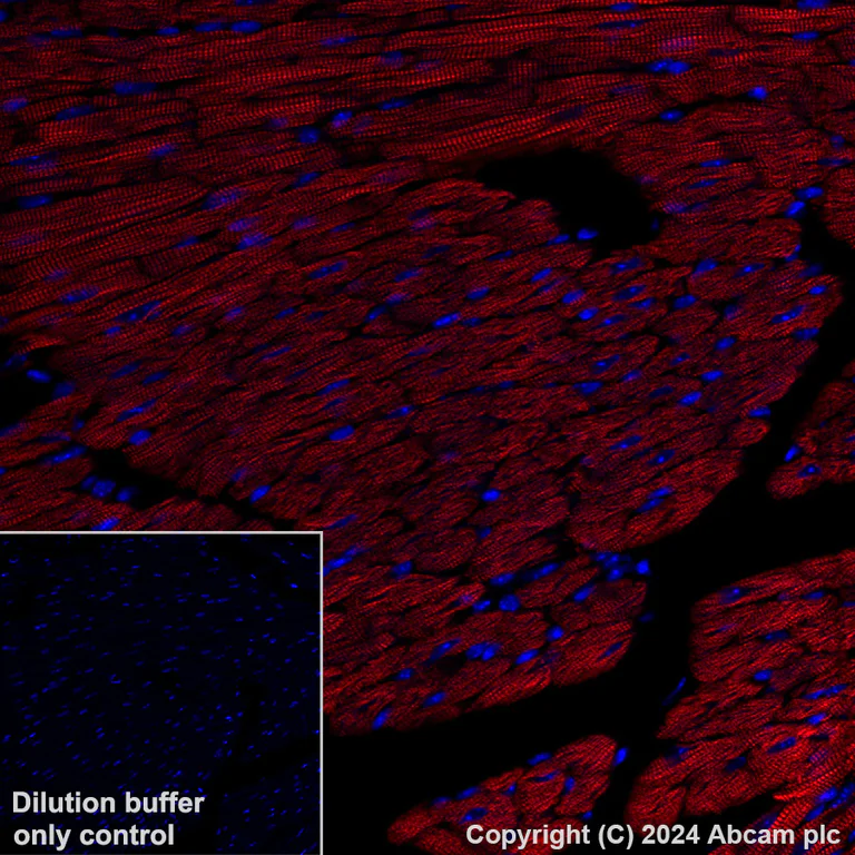 Immunohistochemistry (Formalin/PFA-fixed paraffin-embedded sections) - APC Anti-Cardiac Troponin T antibody [EPR20266] (AB317475)