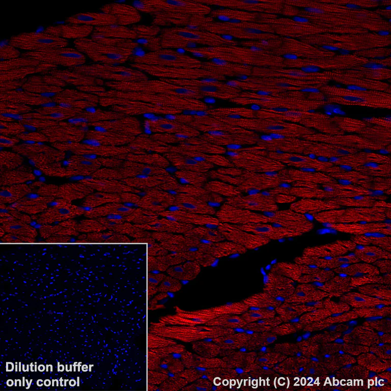 Immunohistochemistry (Formalin/PFA-fixed paraffin-embedded sections) - APC Anti-Cardiac Troponin T antibody [EPR20266] (AB317475)