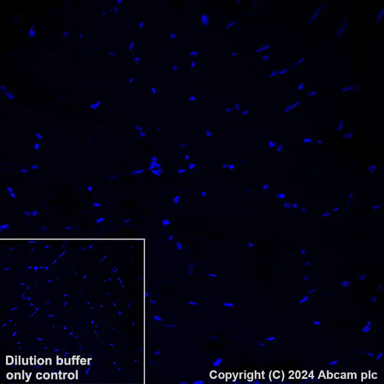 Immunohistochemistry (Formalin/PFA-fixed paraffin-embedded sections) - APC Anti-Cardiac Troponin T antibody [EPR20266] (AB317475)
