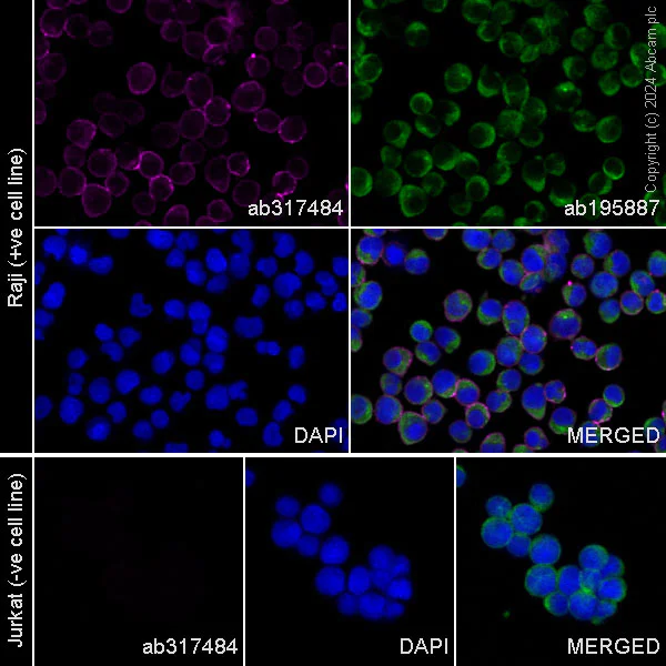 Immunocytochemistry/ Immunofluorescence - APC Anti-CD19 antibody [EPR5906] (AB317484)