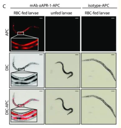 Fluorescence Microscopy - APC Conjugation Kit - Lightning-Link® (AB201807)