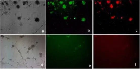 Fluorescence Microscopy - APC Conjugation Kit - Lightning-Link® (AB201807)