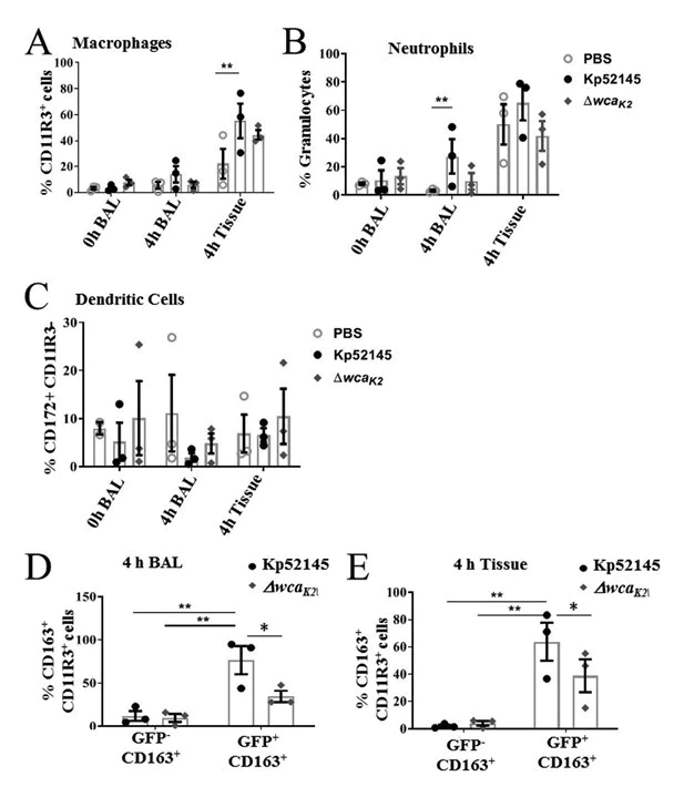 Flow Cytometry - APC/Cy5.5® Conjugation Kit - Lightning-Link® (AB102855)