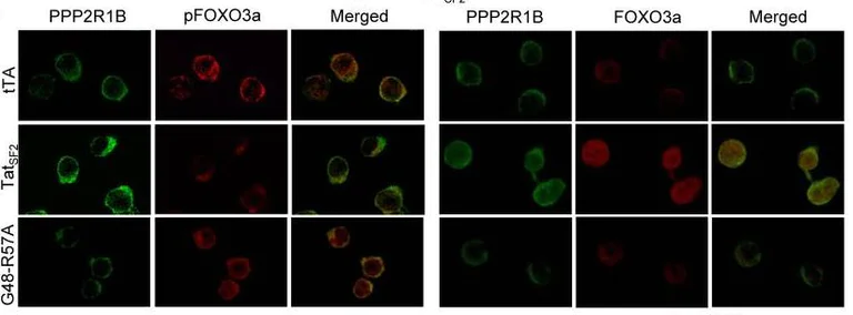Fluorescence Microscopy - APC/Cy7® Conjugation Kit - Lightning-Link® (AB102859)