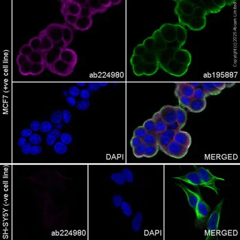 Immunocytochemistry/ Immunofluorescence - APC Anti-Cytokeratin 19 antibody [EP1580Y] (AB224980)