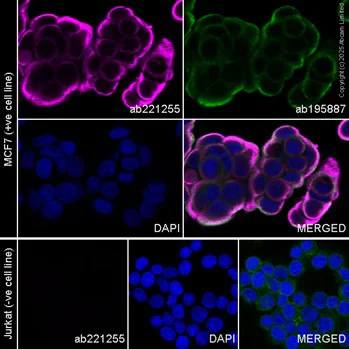 APC Anti-Cytokeratin 19 抗体 [EPR1579Y] (ab221255) | Abcam