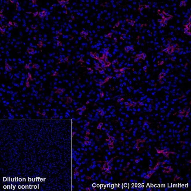 Immunohistochemistry paraffin embedded sections - APC Anti-Cytokeratin 19 antibody [EPR1579Y] (AB221255)