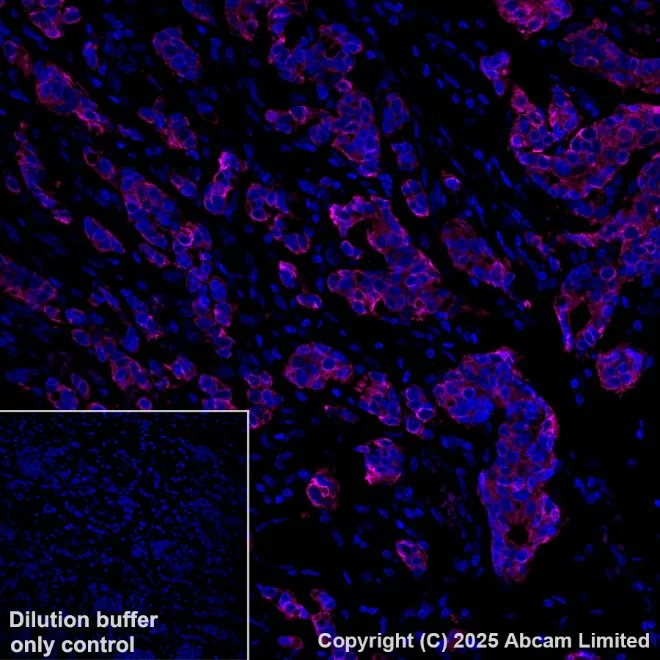 Immunohistochemistry paraffin embedded sections - APC Anti-Cytokeratin 19 antibody [EPR1579Y] (AB221255)