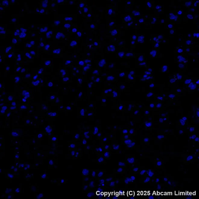 Immunohistochemistry paraffin embedded sections - APC Anti-Cytokeratin 19 antibody [EPR1579Y] (AB221255)