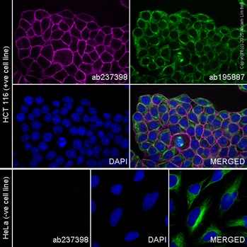 Immunocytochemistry/ Immunofluorescence - APC Anti-EpCAM antibody [EPR20532-225] (AB237398)