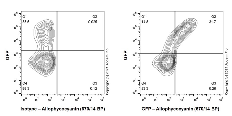 Flow Cytometry (Intracellular) - APC Anti-GFP antibody [EPR14104] (AB283597), expandable thumbnail