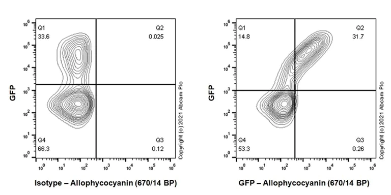 Flow Cytometry (Intracellular) - APC Anti-GFP antibody [EPR14104] (AB283597)