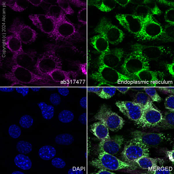 Immunocytochemistry/ Immunofluorescence - APC Anti-GRP94 antibody [EPR22847-50] (AB317477)