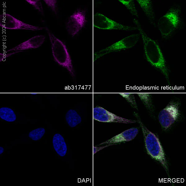 Immunocytochemistry/ Immunofluorescence - APC Anti-GRP94 antibody [EPR22847-50] (AB317477)