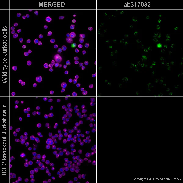 Immunocytochemistry/ Immunofluorescence - APC Anti-IDH2 antibody [EPR7577] (AB317932)