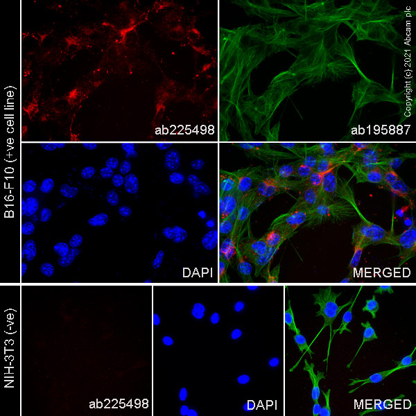 Immunocytochemistry - APC Anti-MelanA antibody [EPR20380] (AB225498), expandable thumbnail