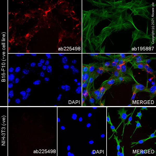 Immunocytochemistry - APC Anti-MelanA antibody [EPR20380] (AB225498)