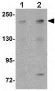 Western blot - Anti-Apc1 antibody (AB133397)