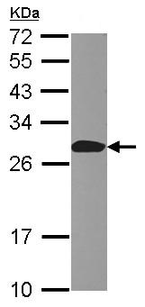 Western blot - Anti-Apc10 antibody (AB126204)