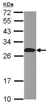 Western blot - Anti-Apc10 antibody (AB126204)