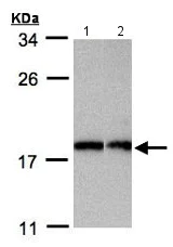 Western blot - Anti-Apc11 antibody (AB154546)
