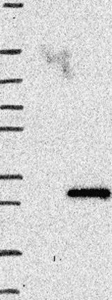 Western blot - Anti-APC15 antibody (AB122349)