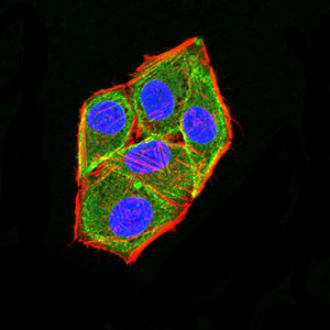 Immunocytochemistry/ Immunofluorescence - Anti-APC2 antibody [3A2G2] (AB233753), expandable thumbnail