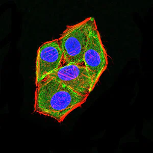 Immunocytochemistry/ Immunofluorescence - Anti-APC2 antibody [3A2G2] (AB233753)
