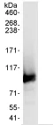 Immunoprecipitation - Anti-Apc4 antibody (AB72149)