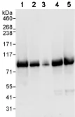 Western blot - Anti-Apc4 antibody (AB72149)