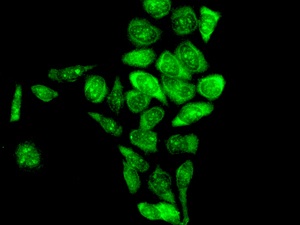 Immunocytochemistry/ Immunofluorescence - Anti-Apc6 antibody [EPR11168] - BSA and Azide free (ab249488), expandable thumbnail
