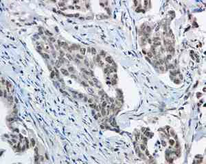 Immunohistochemistry (Formalin/PFA-fixed paraffin-embedded sections) - Anti-Apc6 antibody [EPR11168] - BSA and Azide free (AB249488)