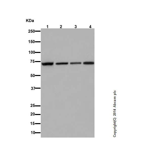 Western blot - Anti-Apc6 antibody [EPR16889] (AB181567)