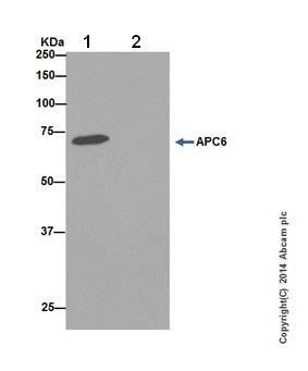 Immunoprecipitation - Anti-Apc6 antibody [EPR16889] - BSA and Azide free (AB250509), expandable thumbnail