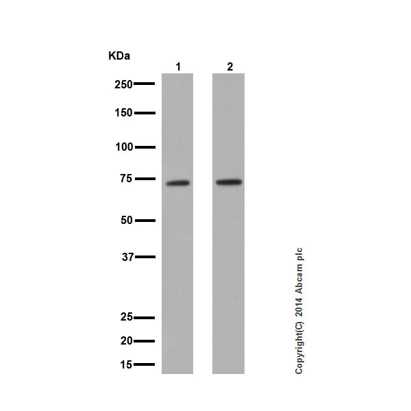 Western blot - Anti-Apc6 antibody [EPR16889] - BSA and Azide free (AB250509)