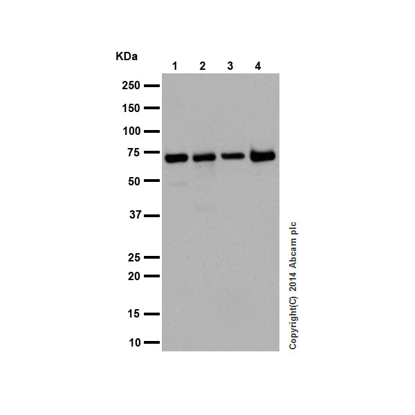 Western blot - Anti-Apc6 antibody [EPR16889] - BSA and Azide free (AB250509), expandable thumbnail