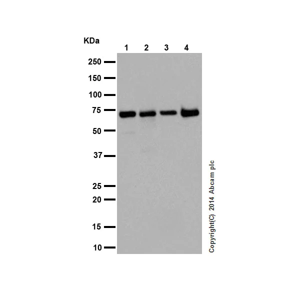 Western blot - Anti-Apc6 antibody [EPR16889] - BSA and Azide free (AB250509)