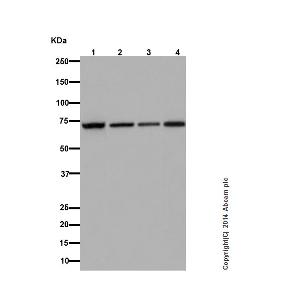 Western blot - Anti-Apc6 antibody [EPR16889] - BSA and Azide free (AB250509), expandable thumbnail