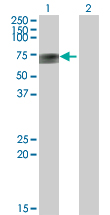 Western blot - Anti-APCDD1 antibody (AB73063), expandable thumbnail