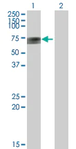 Western blot - Anti-APCDD1 antibody (AB73063)