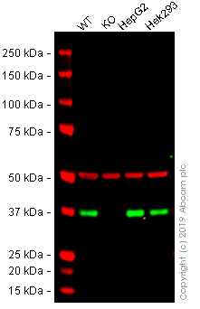 Anti-APE1 antibody [13B8E5C2]