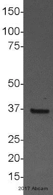 Western blot - Anti-APE1 antibody [13B8E5C2] (AB194)