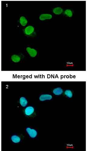 Immunocytochemistry/ Immunofluorescence - Anti-APE1 antibody (AB137708), expandable thumbnail