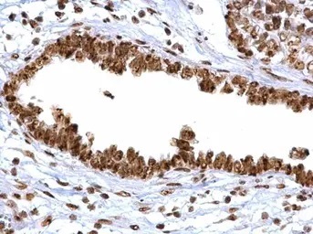 Immunohistochemistry (Formalin/PFA-fixed paraffin-embedded sections) - Anti-APE1 antibody (AB137708)